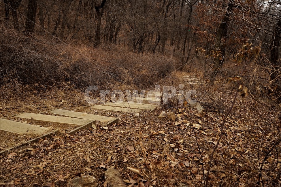 나무,자연,식물,초봄,낙엽,나무가지,landscape,nature,trees,desolation,solitary,fallenleaves,brown,branches,계단,stairs,road,길,숲길,산책로,등산로,작은길,산책길,낙옆,겨울산,trail,forest,자연,풍경,nature,landscape,ground,바닥,도로,gravel,자갈,dirt road,흙길