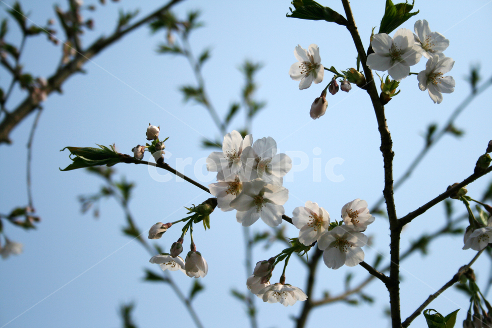벚꽃,봄,봄날,감성,spring,flower,풍경,식물,꽃,분홍색,봄,계절,spring,season,식물,자연,plants,nature,꽃,flower,plant