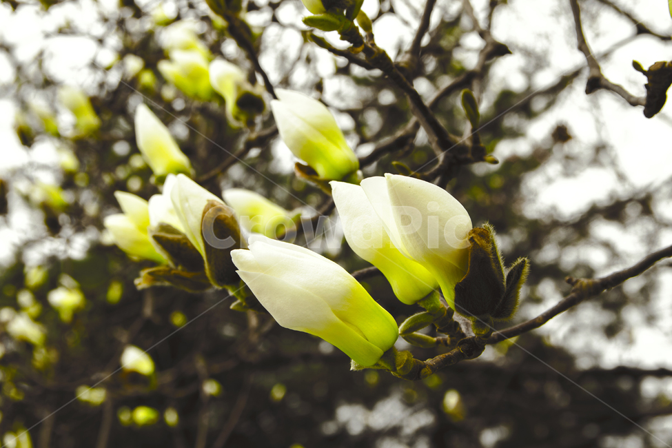 목련,꽃,나무,봄,풍경,봄,계절,spring,season,식물,자연,plants,nature,꽃,flower,plant,blossom,petal,꽃잎