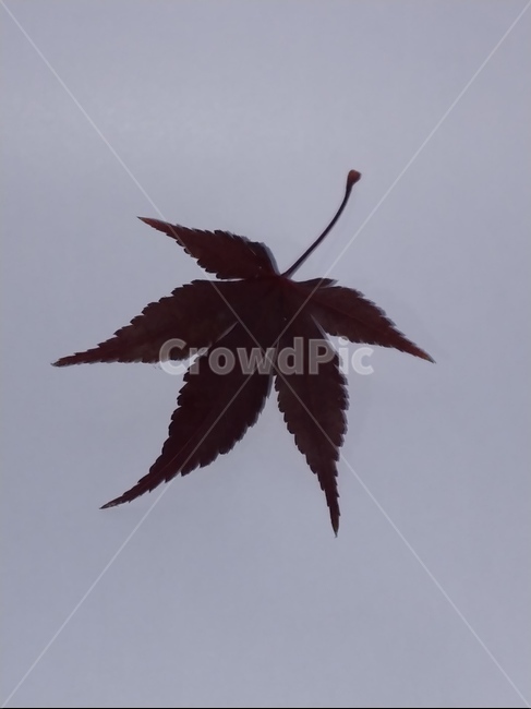 가을,단풍,나뭇잎,단풍잎,낙엽,잎,leaf,식물,나무,가을,계절,fall,autumn,season,plant,animal,동물,bird,새,tree
