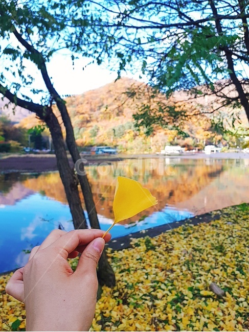 가평,구름,하늘,가을,은행잎,은행나무,산,강,노랑,파랑,가을,계절,fall,autumn,season,nature,자연,outdoors,옥외,water,물