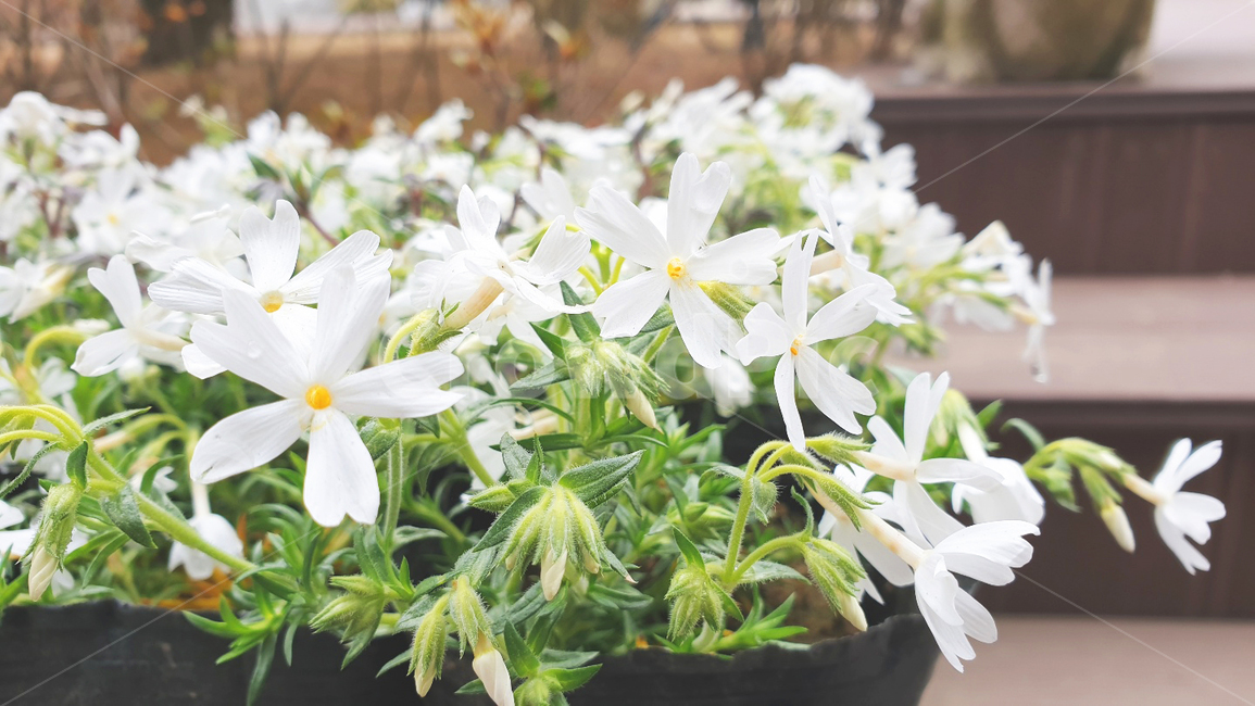 흰꽃,봄,꽃밭,flower,nature,작은꽃,jasmine,봄꽃,연출,설정,식물,자연,plants,nature,꽃,flower