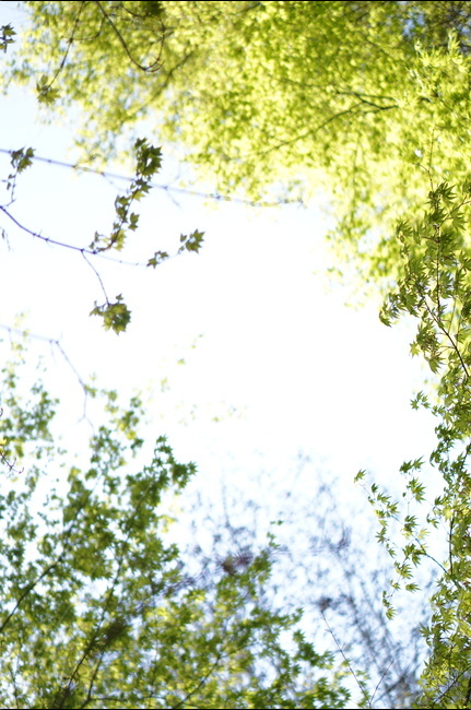 봄,나무,잎,하늘,풍경,연두,봄,계절,spring,season,자연,풍경,nature,landscape,plant,식물,tree