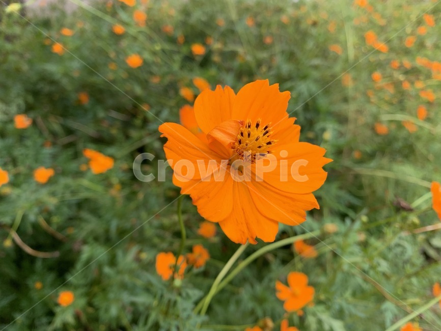 꽃,가을,flower,코스모스,황화코스모스,식물,plant,식물,자연,plants,nature,꽃,flower