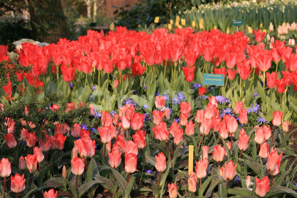 꽃,정원,튤립축제,식물,꽃밭,튤립,빨간꽃,분홍튤립,빨간튤립,분홍색꽃,pinktulip,flower,garden,tulip,redtulip,redflower,식물,자연,plants,nature,꽃,flower