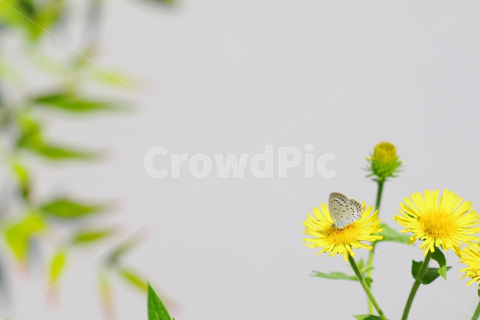 곤충,꽃,꽃과나비,배경,나비,식물,자연,plants,nature,꽃,flower,동물,animal,곤충,벌레,insect,bug