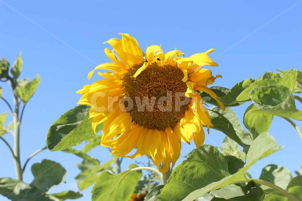 꽃,해바라기,노란색,노란꽃,풍경,여름,청량함,밝은,자연,여름,계절,summer,season,식물,자연,plants,nature,꽃,flower,plant,blossom