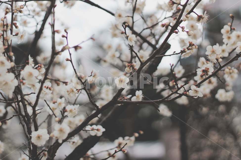 매화,매화꽃,봄꽃,봄,나무,spring,prunusmume,매실나무,매화나무,3월꽃,3월,초봄꽃,초봄,꽃샘추위,늦겨울,겨울,flower,blossom,식물,plant,벚꽃,cherryblossom