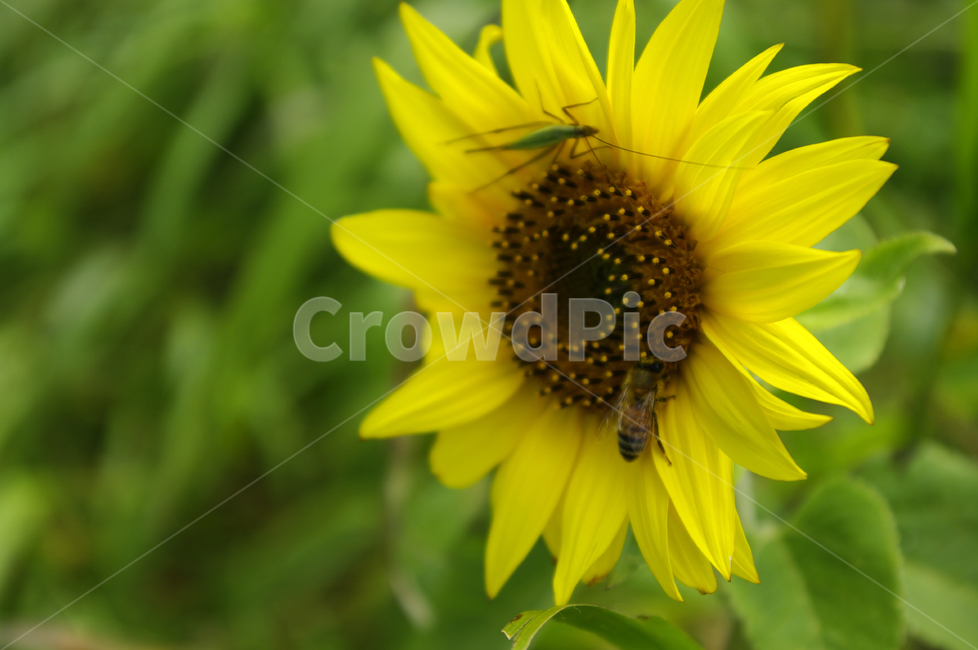 해바라기,꽃,flower,식물,plant,식물,자연,plants,nature,꽃,flower,동물,animal,곤충,벌레,insect,bug