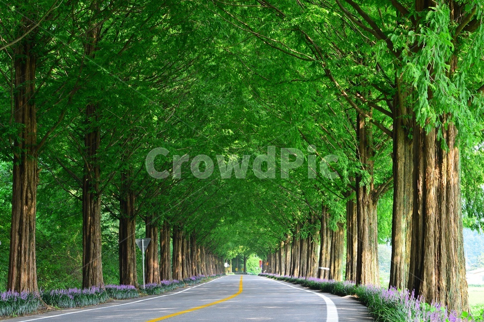 plant,식물,tree,나무,vegetation,초목,path,통로,outdoors,옥외,grove,작은숲,nature,자연,메타길,메타스콰이어길,맥문동,맥문동길,여름,계절,숲길,순창,road,도로,asphalt,아스팔트