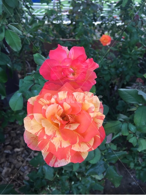 꽃,flower,장미,rose,컬러풀,신비,알록달록,자연,봄,꽃송이,핑크,노랑,다홍,식물,자연,plants,nature,꽃,flower