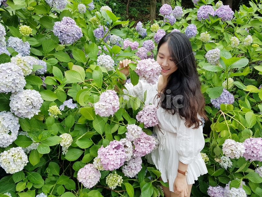 수국축제,태종대수국,수국,태종대수국축제,plant,식물,flower,꽃,사람,감성사진,여성,여자,woman,female,lady