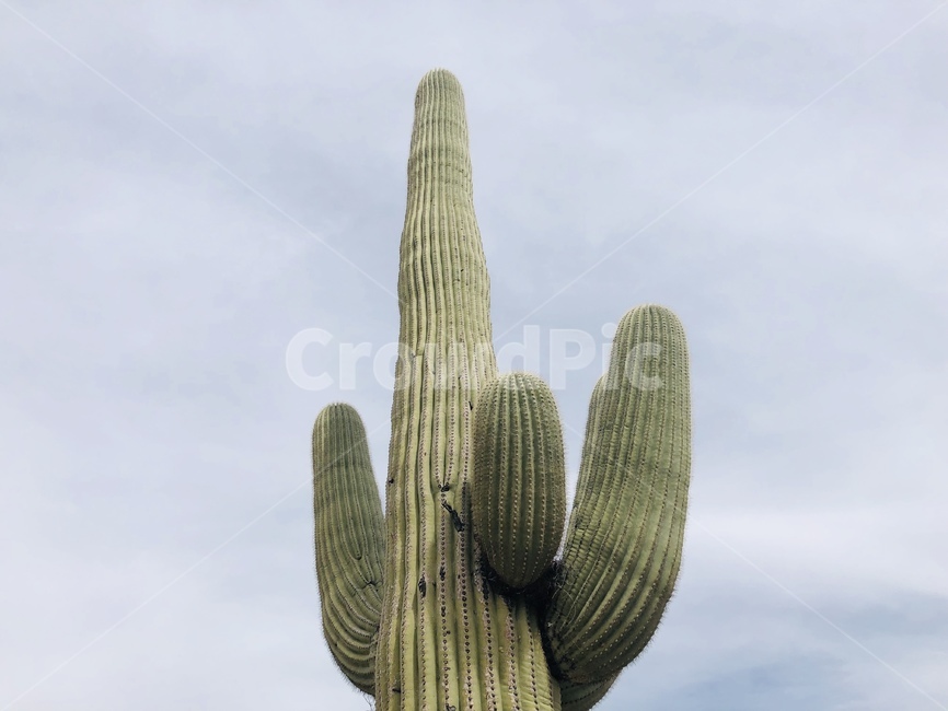 사구아로,선인장,saguaro,plant,식물
