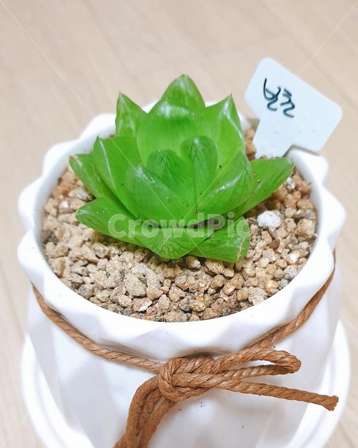 식물,보초,화분,다육,미니