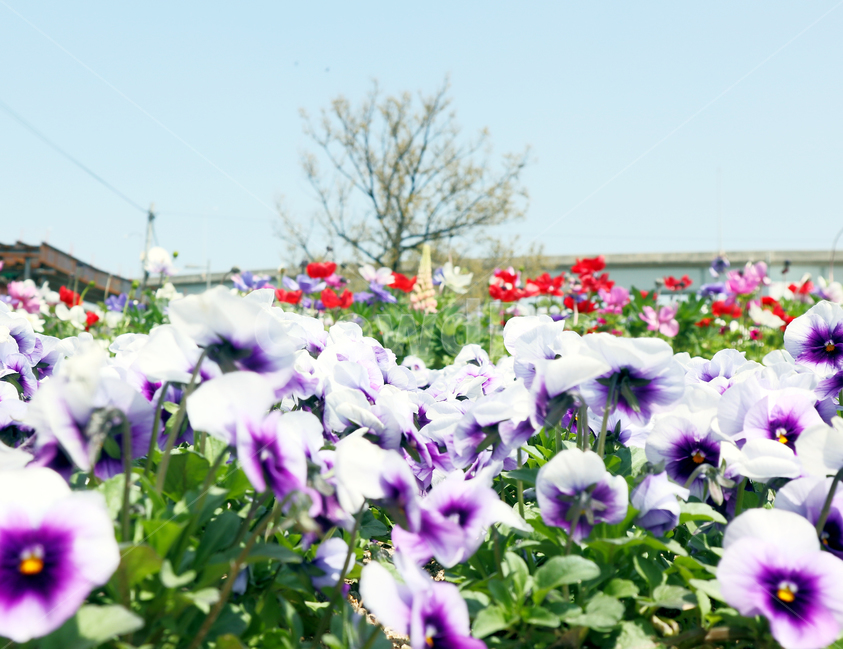 자연,꽃,장연풍경,꽃사진,플라워,바람꽃,바람,식물,자연,plants,nature,꽃,flower