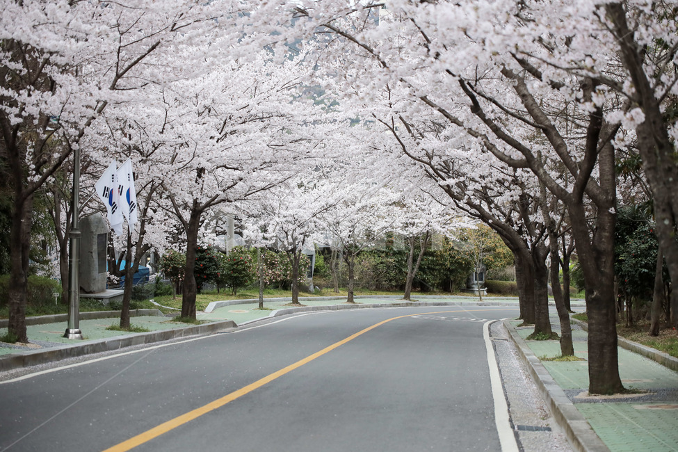 plant,식물,asphalt,아스팔트,road,도로,벚꽃