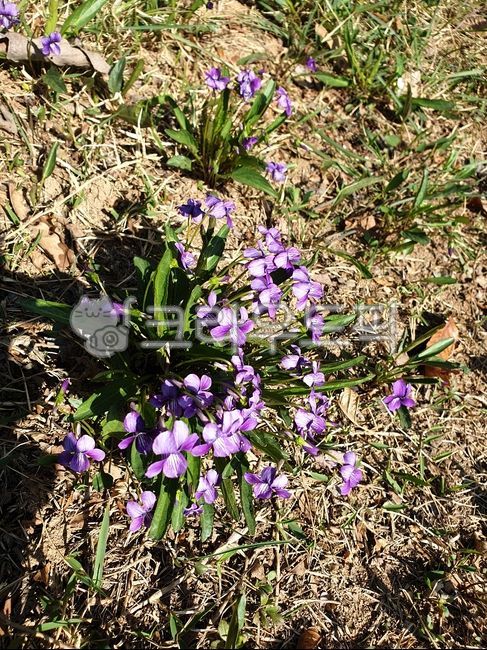wildflowers,plant,violet,flower