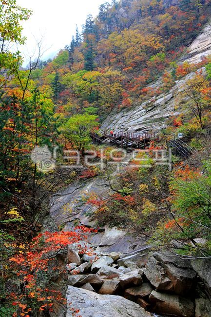가을,단풍,설악산,경치,산,강원도,천불동계곡,아름다운,단풍나무,바위,나무,가을단풍,숲,나뭇잎,천불동,오색단풍,천불동단풍,가을풍경,단풍풍경,계곡단풍,울긋불긋,변색,국립공원,자연,옥외,outdoors,nature,scenery,landscape,autumn,fall,view,tree,mountain,forest,maple,rock,돌,beautiful,가을배경,배경,10월,명산,하늘,설악산단풍,녹색,경사,가파른,절벽,풍경,야외