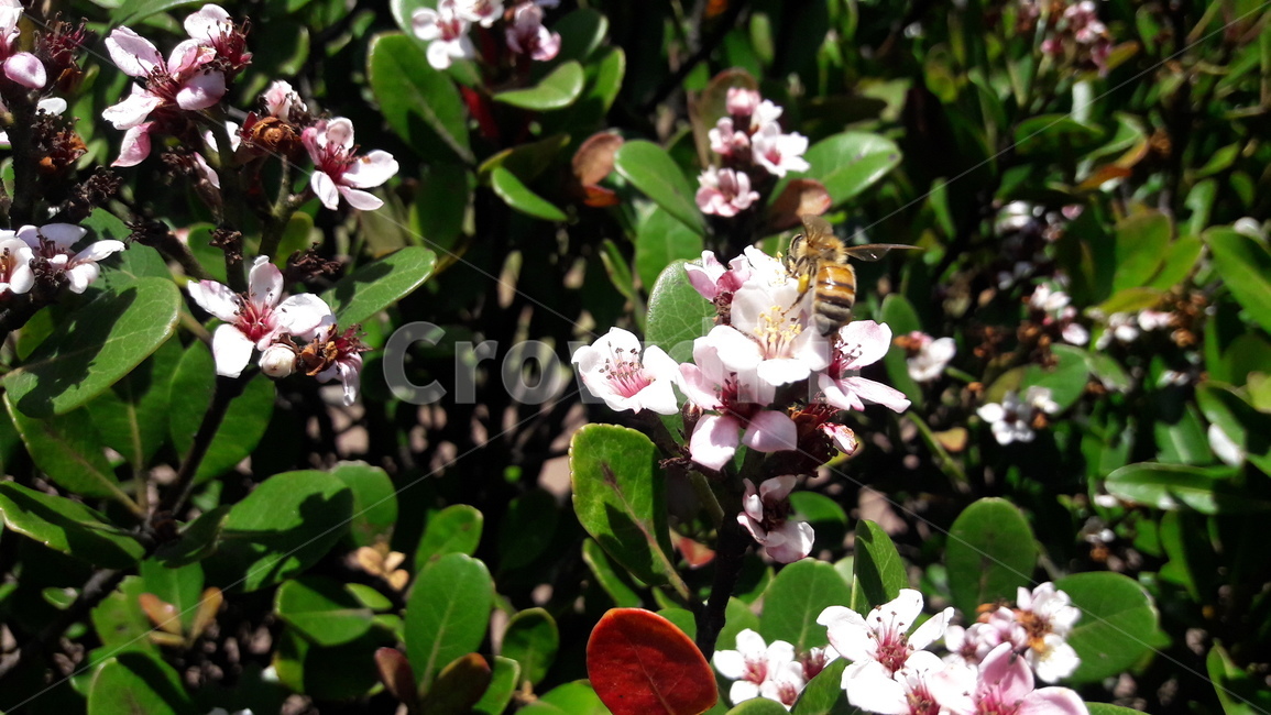 insect,곤충,animal,동물,bee,벌,plant,식물