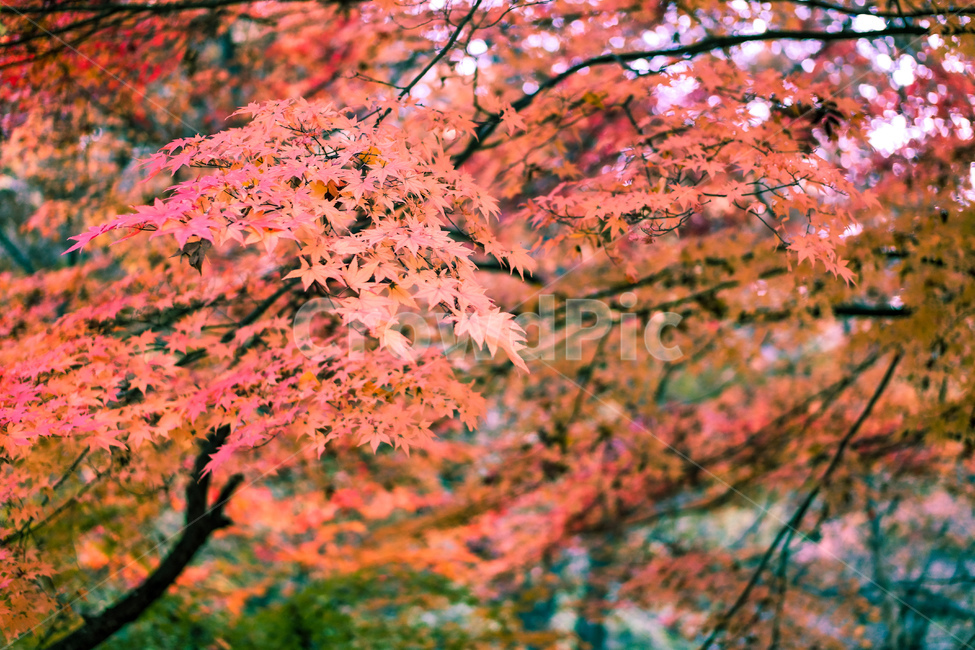 가을,단풍,가을풍경,단풍잎,가을나무,붉은단풍,식물,가을,계절,fall,autumn,season,leaf,잎,plant,tree,나무,maple