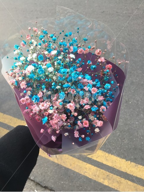 입학,졸업,꽃다발,안개꽃,축하,식물,자연,plants,nature,꽃,flower