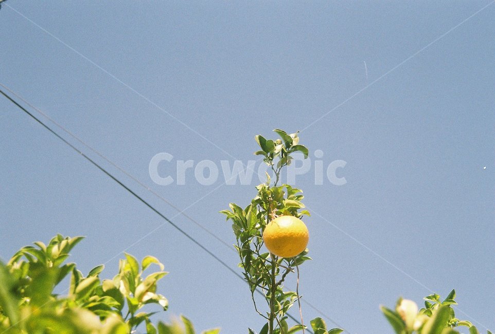 자연,풍경,nature,landscape,감성,색깔,색상,색체,색감,colorsense,colorsensitivity,jeju,jejuisland,제주도,제주,귤,하늘