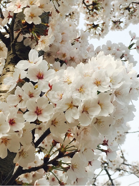 꽃,식물,자연,flower,nature,분홍색,분홍,pink,흰색,white,봄,spring,벚꽃,꽃송이,꽃나무,blossom,봄,계절,spring,season,식물,자연,plants,nature,꽃,flower,plant,cherry blossom