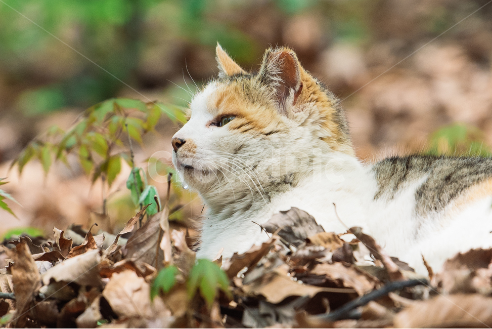고양이,캣,냥냥이,길고양이,삼색이,치즈냥,냥,cat,동물,동물,animal,포유류,mammal,고양이,cat,kitten,kitty
