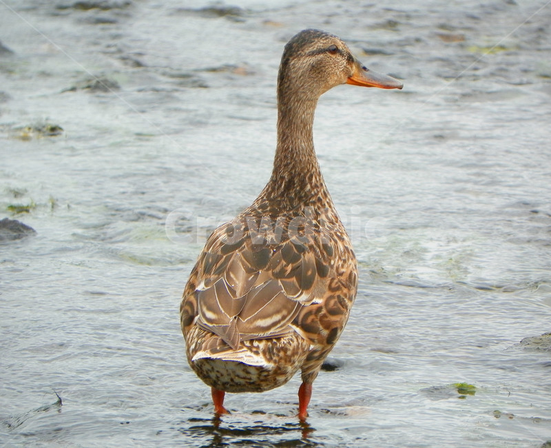 조류,오리,동물,청둥오리,깃털,duck