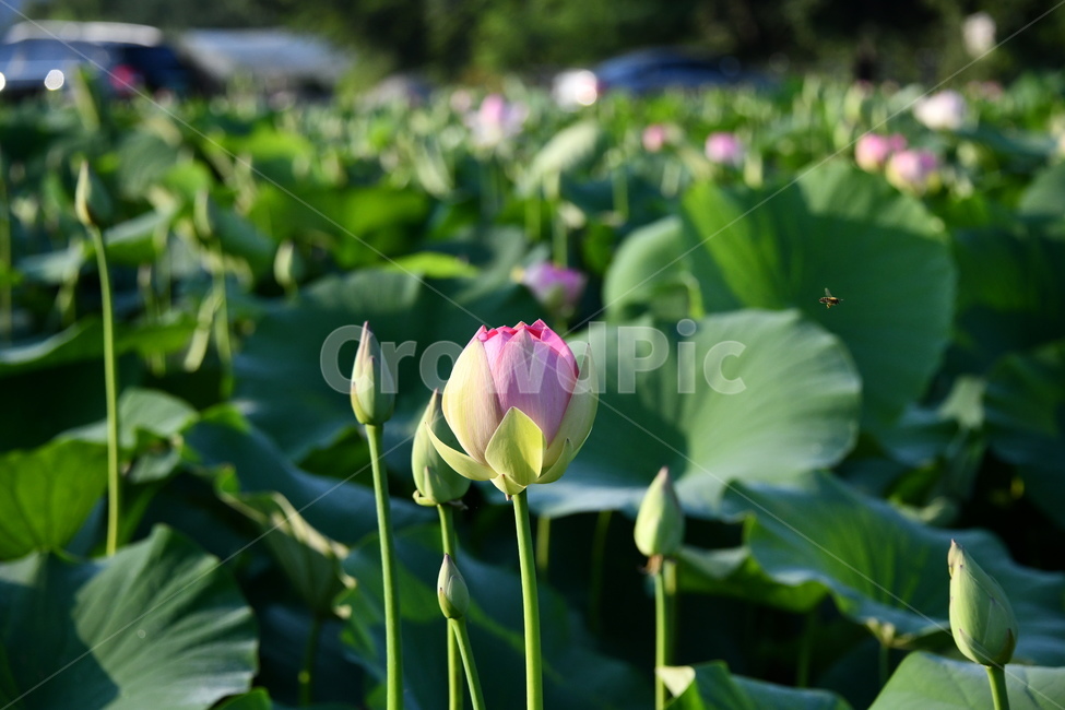 꽃,접사,연꽃밭,식물,자연,plants,nature,flower,분홍색,핑크색,연잎,연꽃