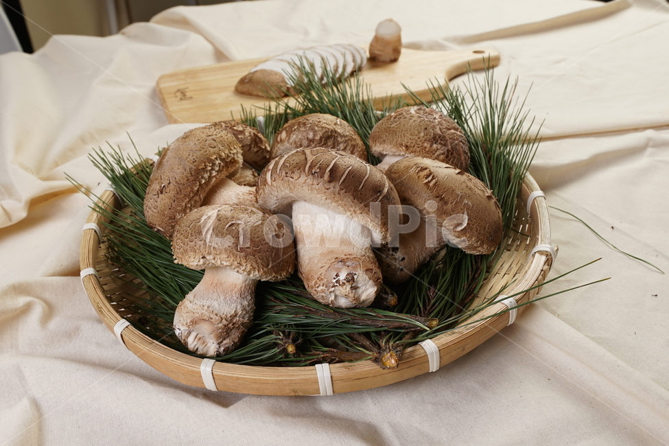 plant,식물,버섯,송화버섯,송화,버섯,mushroom,음식,식재료,요리,food,cook,meal,dishes,food reserves