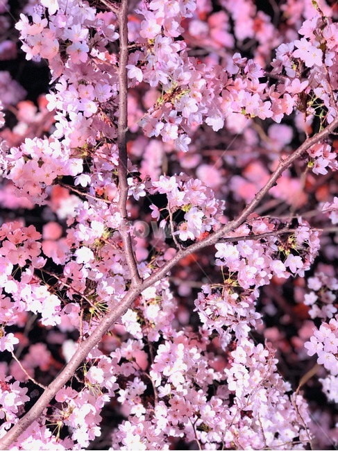 벚꽃,꽃길,벚꽃길,꽃,봄