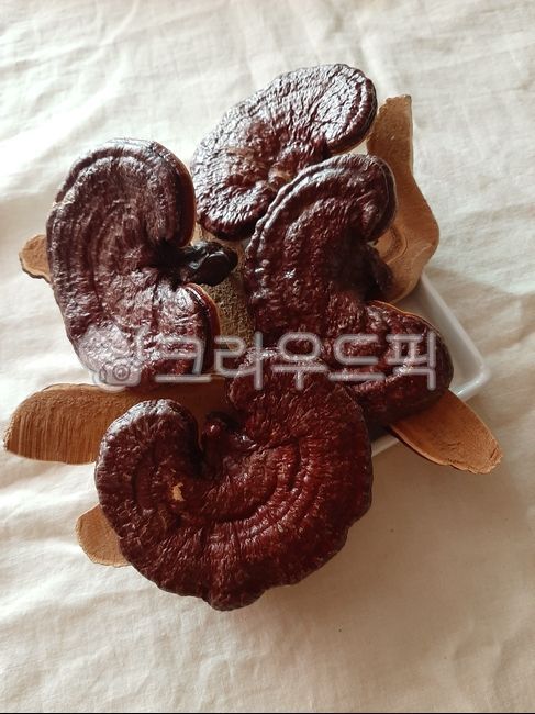 버섯,영지버섯,영지,mushroom,음식,food,한약재,한약,한약재료,식재료