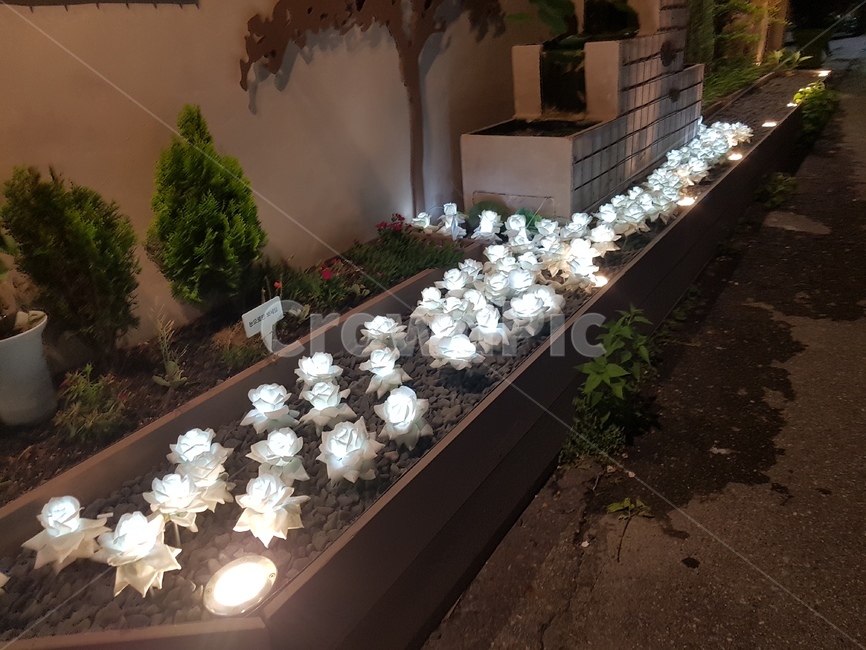 꽃,장미,led꽃,led,풍경,밤