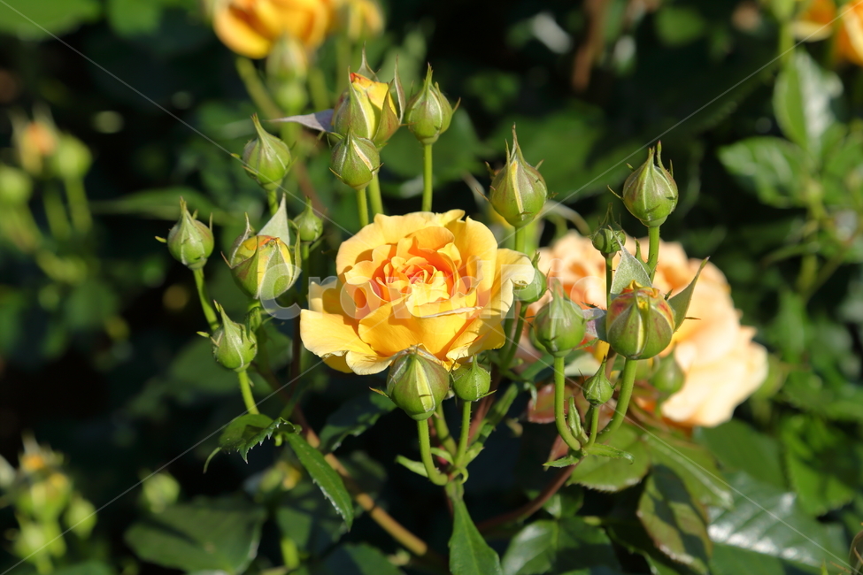 장미,장미꽃,노란장미,flower,rose,5월,6월,꽃