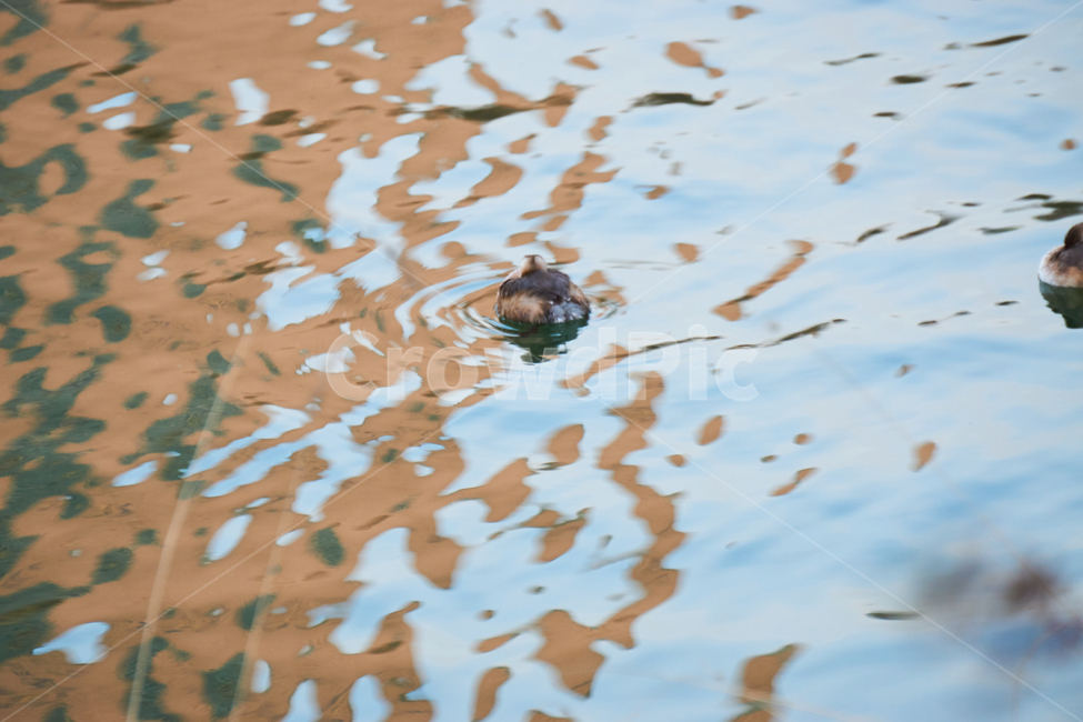 청둥오리,동물,조류,석촌호수,bird,새,새끼,animal,nature,자연,동물,animal,조류,새,birds