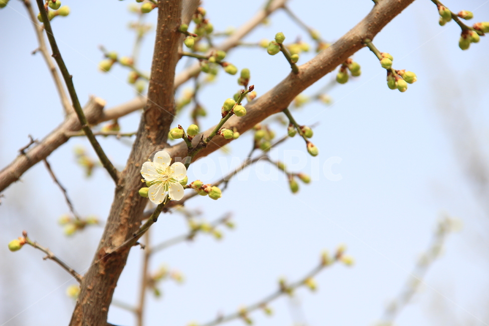 꽃,나무,매화,flower,tree