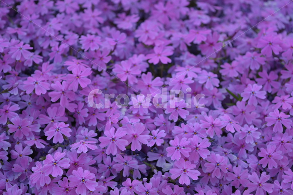꽃,꽃잎,분홍색,분홍,보라,식물,자연,plants,nature,꽃,flower