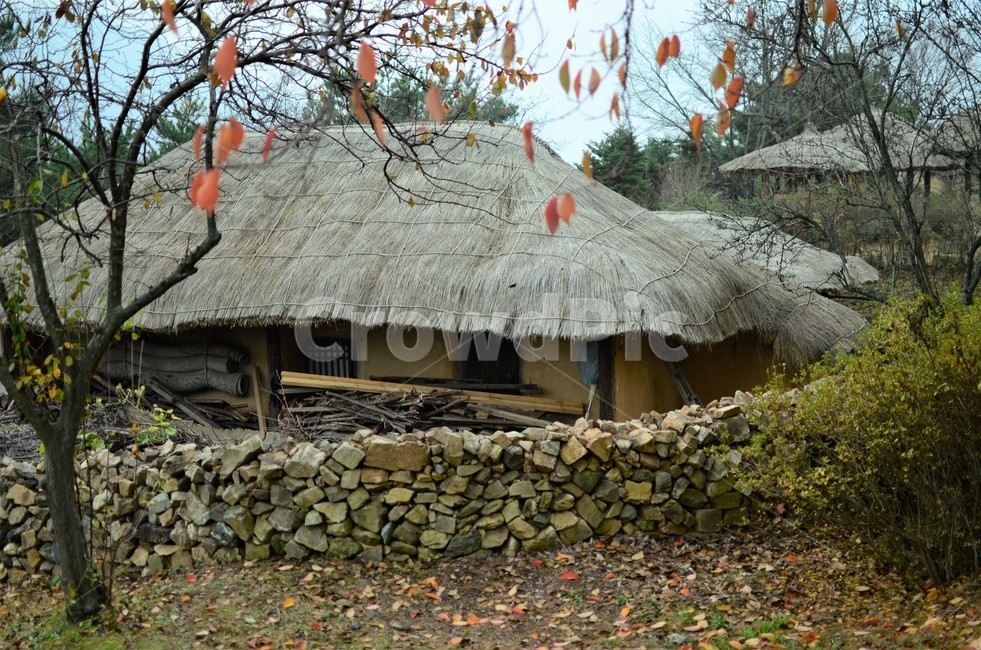 단풍,초가집,가을,전통가옥,돌담,고향,한국전통,전통문화,가을,계절,fall,autumn,season,한국전통,한국문화,korean traditional,korean culture,건축물,건물외관,exterior,building,structure,architecture,construction,nature,자연,outdoors,옥외,건물