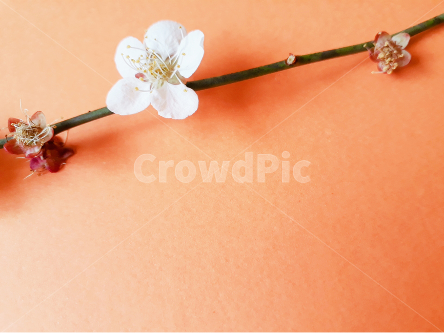 plant,식물,flower,꽃,매화,봄