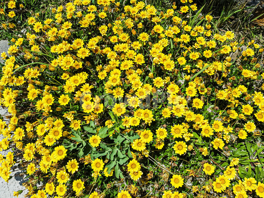 꽃,식물,자연,휴식,힐링,노랑,flower,plant,nature,감성,emotion,봄,spring,rest,healing,국화과,asteraceae
