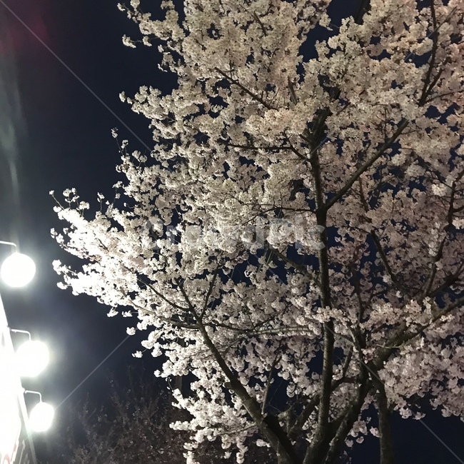 밤,벚꽃,저녁,감성,배경,나무,꽃,봄,봄,계절,spring,season,야경,밤,풍경,nightscape,night,landscape,식물,자연,plants,nature,꽃,flower,flare,플레어,light,빛,plant