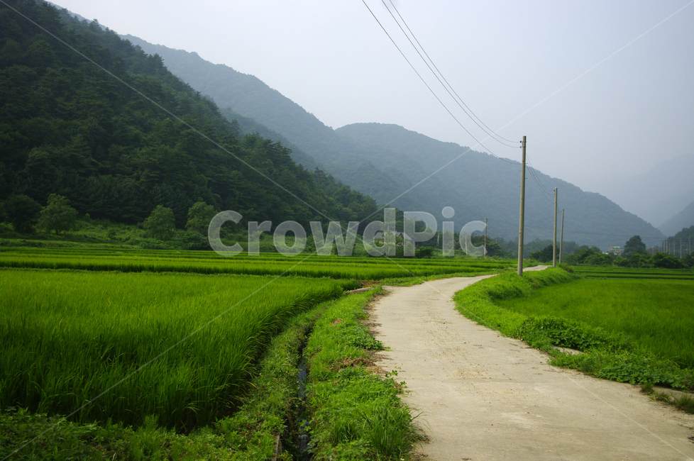 농촌,길,시골,논,식물,plant,풍경,초록,자연,풍경,nature,landscape,outdoors,옥외,grassland,목초지,field,들