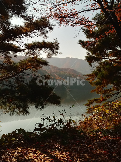 낙엽,단풍,落葉,leaves,나뭇잎,단풍나무,식물,maple,낙엽활엽관목,잎,계절,가을,자연,풍경,outdoors,옥외,fallautumnseason,naturelandscape,풍경사진,산,저수지,호수,물,가을,계절,fall,autumn,season,tree,나무,plant,nature,scenery,landscape,경치