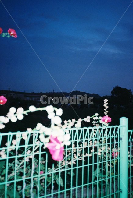 꽃,밤,풍경,필름,필름카메라,밤하늘,flower,night,film,filmcamera,nature,blue,skyblue,landscape,야경,밤,풍경,nightscape,night,landscape,식물,자연,plants,nature,꽃,flower