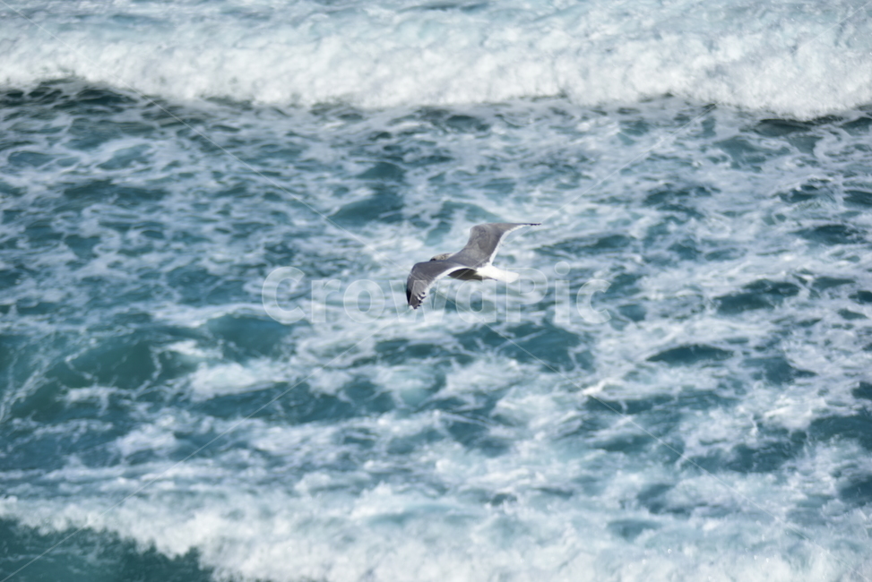 갈매기,바다,파도,seagull,sea,새,버드,bird,자유,날개,날다,활공,조류,날아가는,동물,animal,조류,새,birds