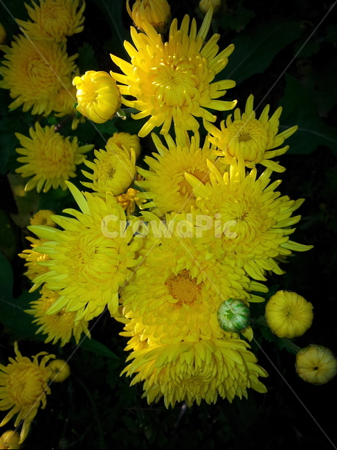 plant,식물,pollen,화분,꽃,국화,가을