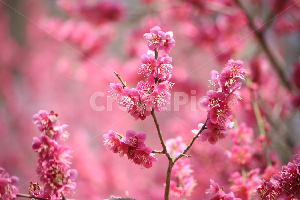 cherryblossoms,봄,봄꽃,꽃사진,벚꽃,봄,계절,spring,season,식물,자연,plants,nature,꽃,flower,plant