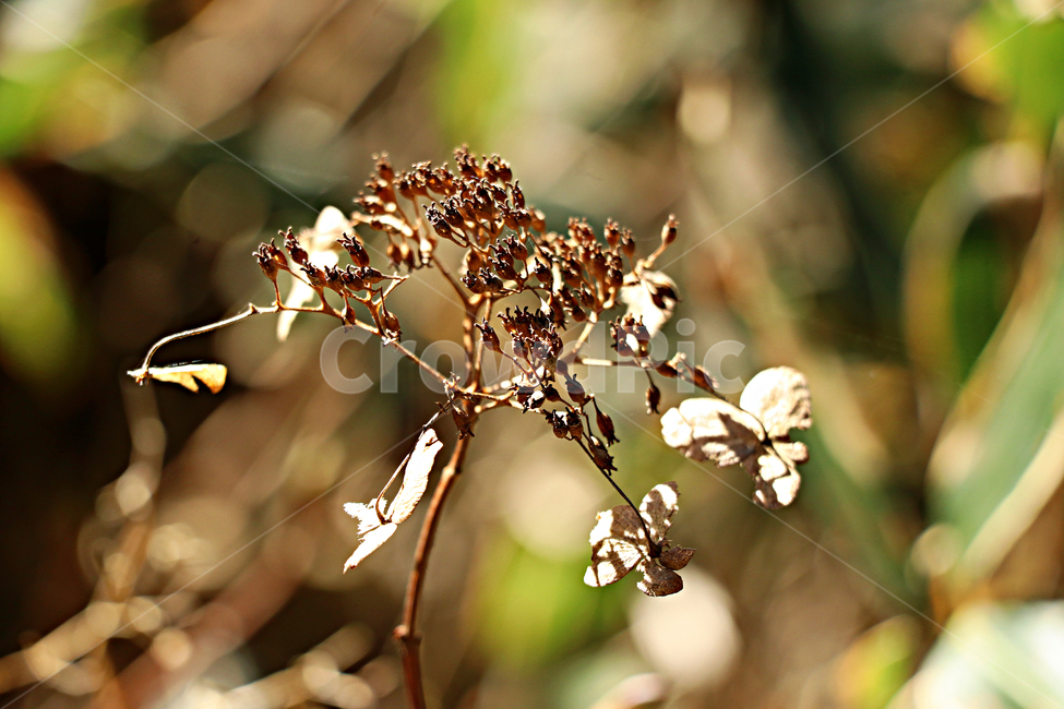 산수국,수국,드라이플라워,plant,식물,꽃,flower