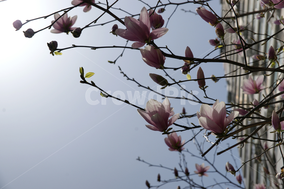 plant,식물,flower,꽃,하늘,아파트,apartment,sky,분홍색,pink,tree,나무,빌딩,건축물
